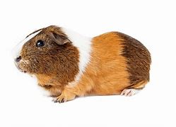 Guinea Pigs *NEW*